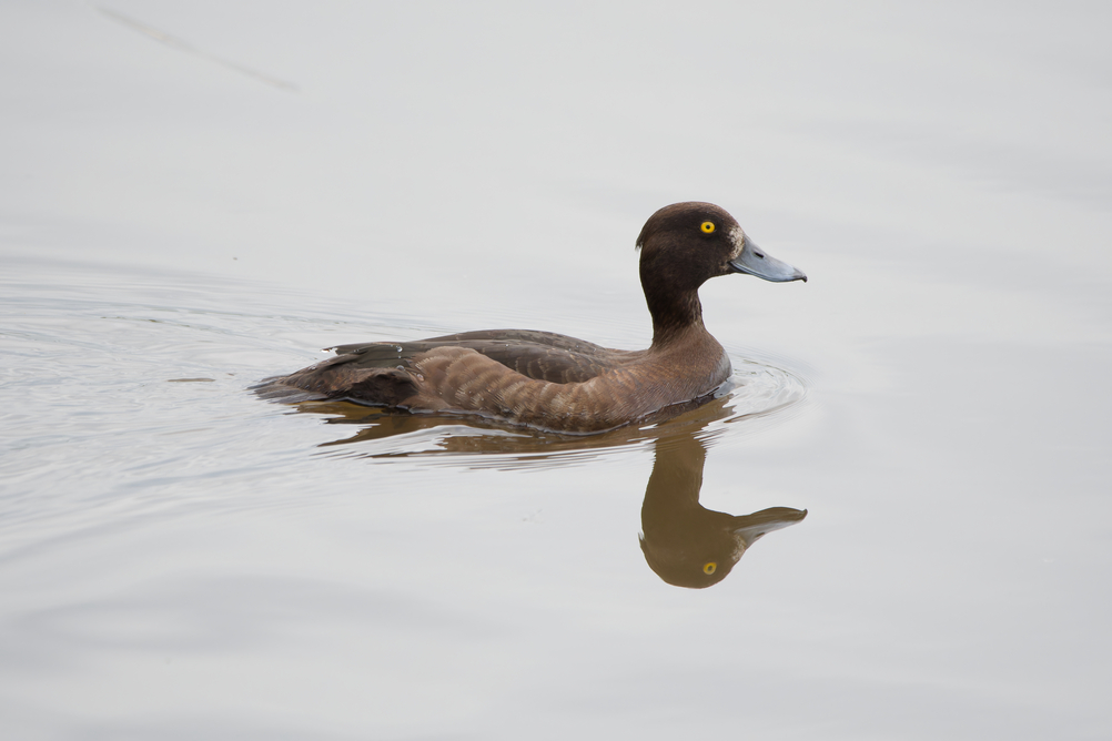 Tufted Duck